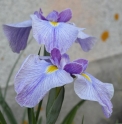 5. Mythiques iris du Japon / Japanese Iris