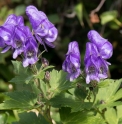 Aconitum japonicum var. subcuneatum