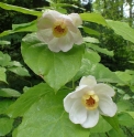 Calycanthus (Sinocalycanthus) chinensis