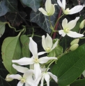 Clematis armandii