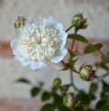 Rosa 'Taben Syorin Siro'