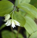 Disporum smilacinum 'Double flower' 