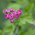 Crataegus laevigata 'Paul's Scarlett' 