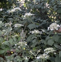 Hydrangea arborescens 