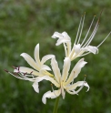 Lycoris shaanxiensis 