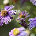 Aster 'Ezo Murasaki'