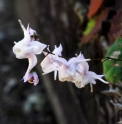 Epimedium pauciflorum