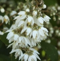 Deutzia taiwanensis