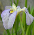 Iris x pseudata 'Tsukiyono'