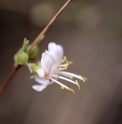Lonicera fragrantissima DS619