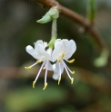 Lonicera harai