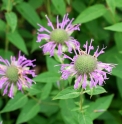 Monarda fistulosa 