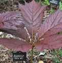 Rodgersia podophylla 'Aka Ba'