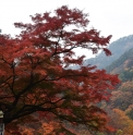 Acer palmatum CMBJP1896