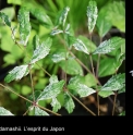 Aralia elata 'Sanko'