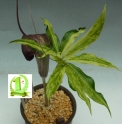 Arisaema thunbergii subsp.urashima n°2