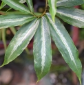 Arisaema thunbergii subsp.urashima 'Pattern Selection'