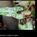 Aristolochia kaempferi 'Japan Frost'