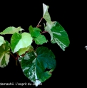 Begonia grandis 'Shima Fu'