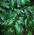 Berchemiella berchemiifolia KR4699