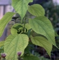 Boehmeria nipononivea var.concolor