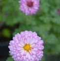 Chrysanthemum 'Mei Kyo' plant fourni