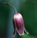 Clematis japonica