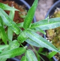 Coniogramme japonica 'Variegata'