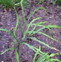 Coniogramme intermedia 'Rasha'