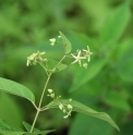 Cynanchum katoi f.albescens