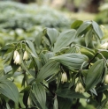 Disporum longistylum 'Giant Buddha' CBCH775