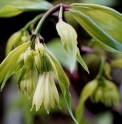 Disporum longistylum 'Green Giant'