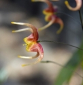 Epimedium x omeiense 'Akane'