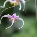 Epimedium 'Atlas'