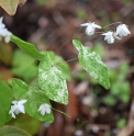 Epimedium diphyllum 'Shiro Tiri Fu'