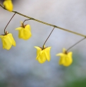 Epimedium 'Lemon Zest'