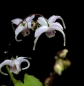 Epimedium 'Mizuhomaru'