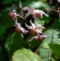 Epimedium 'Pink Elf'