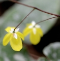 Epimedium platypetalum Og93085