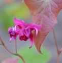 Epimedium 'Royal Purple'