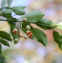 Euonymus fortunei CMBJP2060