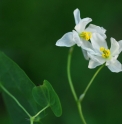 Epimedium grandiflorum 'Hakubai'