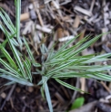 Hakonechloa macra 'Fubuki'