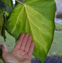 Hedera colchica 'Sulfur Heart'