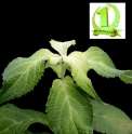 Hydrangea serrata 'Okan' CBJP1014