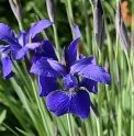 Iris sibirica 'My Love'