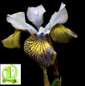 Iris sibirica 'Here be Dragons'