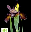 Iris spuria 'Mahogany Lord'