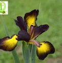 Iris spuria 'Sunrise in Sonora'