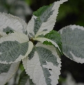 Laportea bulbifera 'Variegata' (= anciennement 'Les Avettes')